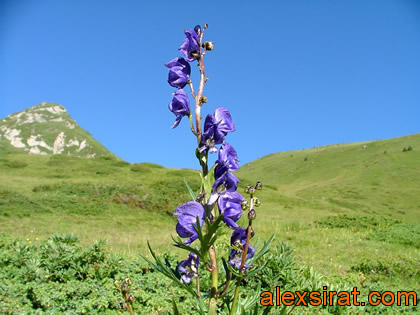 Aconitum napellus Val d'Aran